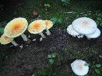 Amanita chrysoblema image