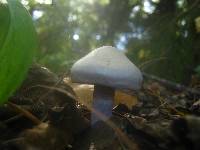 Cortinarius alboviolaceus image