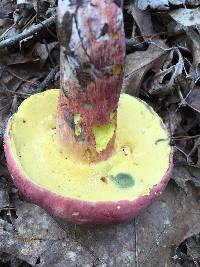 Boletus pallidoroseus image