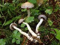 Cortinarius salor image