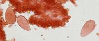 Mycena flavescens image