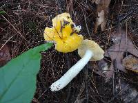 Russula risigallina image