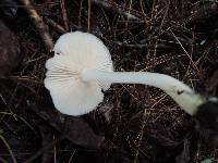 Entoloma sericellum image