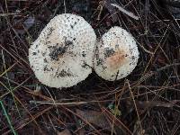 Echinoderma asperum image