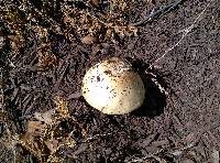 Amanita russuloides image