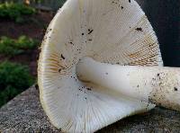 Amanita russuloides image