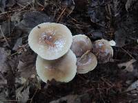 Lactarius mucidus image