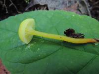 Hygrocybe parvula image