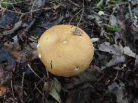 Russula decolorans image