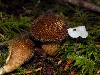 Lycoperdon nigrescens image