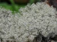 Syzygites megalocarpus image