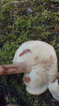 Tricholoma albobrunneum image