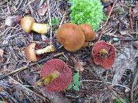 Cortinarius semisanguineus image