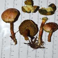 Boletus fraternus image