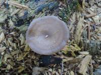 Pseudoclitocybe cyathiformis image