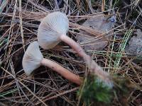 Lactarius oculatus image