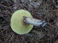 Suillus luteus image