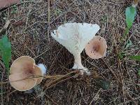 Clitocybe costata image