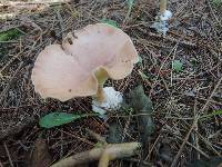 Clitocybe costata image