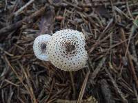 Lepiota felina image