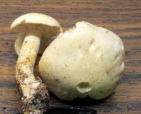 Tricholoma sulphurescens image