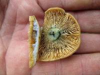 Lactarius chelidonium image