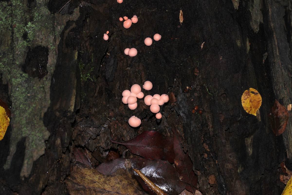 Lycogala epidendrum image