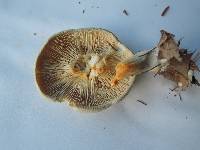 Clitocybe odora image