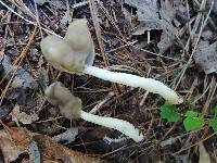 Helvella elastica image