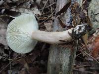 Lactarius mucidus image