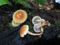 Hypholoma capnoides image