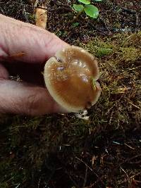 Cortinarius seidliae image