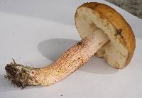 Leccinum roseoscabrum image