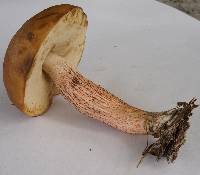 Leccinum roseoscabrum image