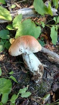 Hygrophorus erubescens image