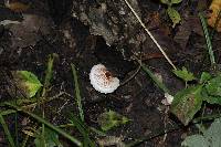 Lepiota cristata image