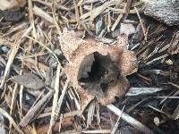 Geastrum welwitschii image