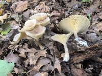 Ampulloclitocybe clavipes image