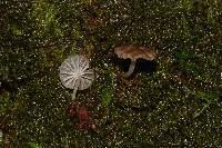 Mycena globulispora image