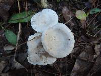 Clitocybe phyllophila image