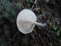 Clitocybe phyllophila image