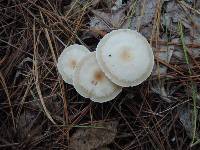 Clitocybe americana image