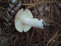 Russula torulosa image