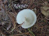 Entoloma albidum image