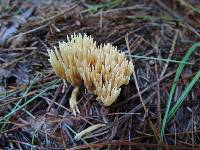 Ramaria flaccida image