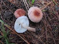 Lepiota subincarnata image