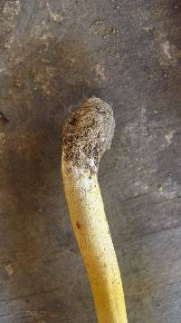 Amanita elongata image