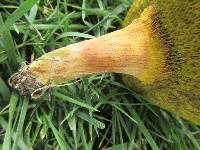 Boletus subfraternus image