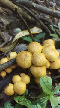 Pholiota alnicola image