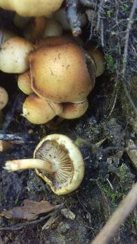 Pholiota alnicola image